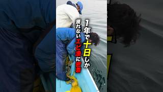 幻の高級エビ！北海シマエビ漁に密着　#shorts #北海道 #漁師 #密着 #エビ